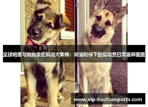 足球明星与狗狗亲密瞬间大集锦：萌宠陪伴下的运动员日常温馨画面